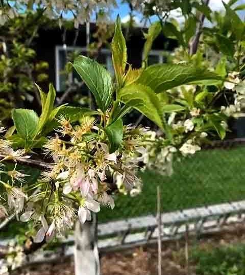 Quando descobri que isso era possível, ainda na infância, me senti o próprio Dr. Seuss de Frankenstein”, afirmou o professor em entrevista à National Geographic.