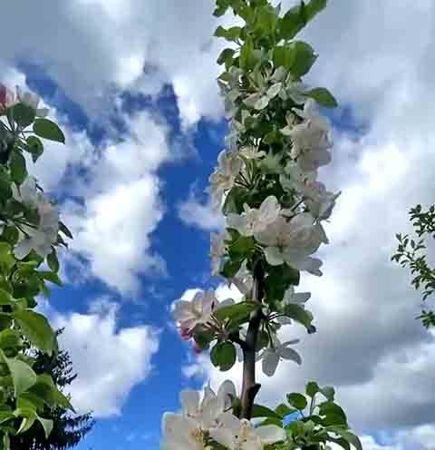 Em entrevista, o professor afirmou que seu fascínio pela enxertia foi o principal impulso para o projeto.