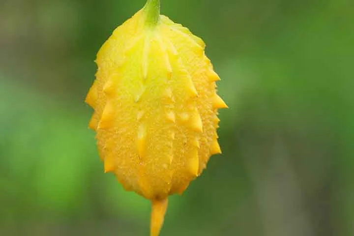 Isso faz com que a percepção popular ache que a planta medicinal seja venenosa, algo que não existe na verdade. Entretanto, seu uso requer cuidado para utilizar a dosagem correta e conhecimento sobre as contraindicações.