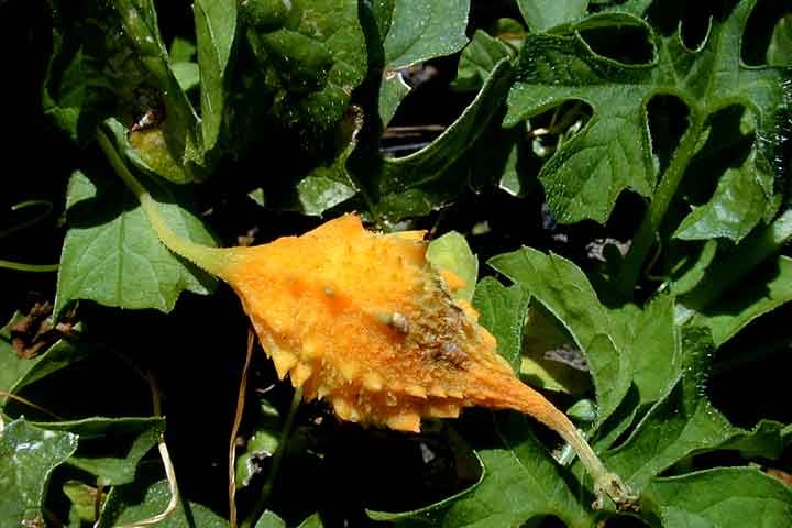 Este tipo de melão possui algumas contraindicações importantes. É crucial evitar o uso em grávidas, lactantes, crianças e pessoas com hipoglicemia, além de ser recomendado cuidado ao combinar com medicamentos para diabetes e anticoagulantes. 