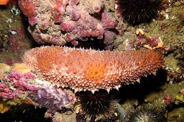 Por outro lado, de acordo com pesquisadores dos Estados Unidos, a extração direta do animal não é viável para produção em larga escala. Por isso, o foco é sintetizar o composto em laboratório para testes em determinados modelos.