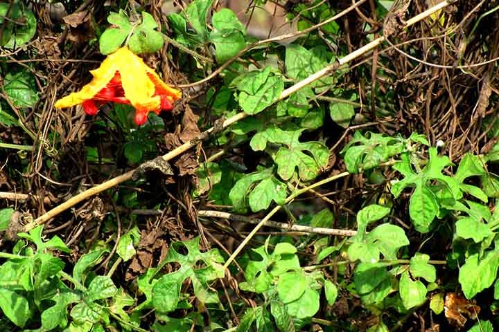 Esse fruto tem um potencial agrícola incrível, pois apresenta adaptabilidade, resistência a pragas e baixa exigência de insumos.