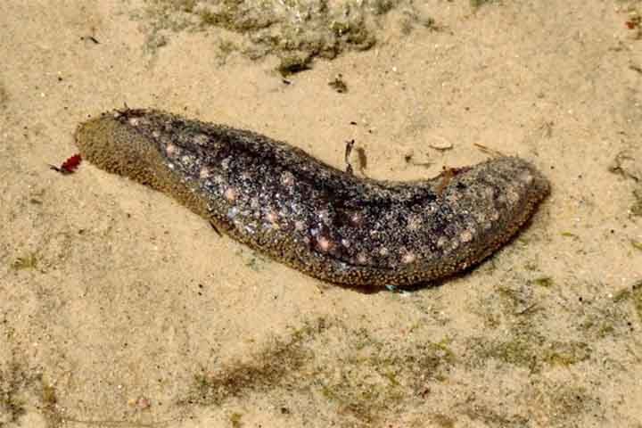 O pepino-do-mar faz parte do grupo de invertebrados chamados equinodermos, ao qual também pertencem seres como as estrelas-do-mar, os ouriços-do-mar e os lírios-do-mar.