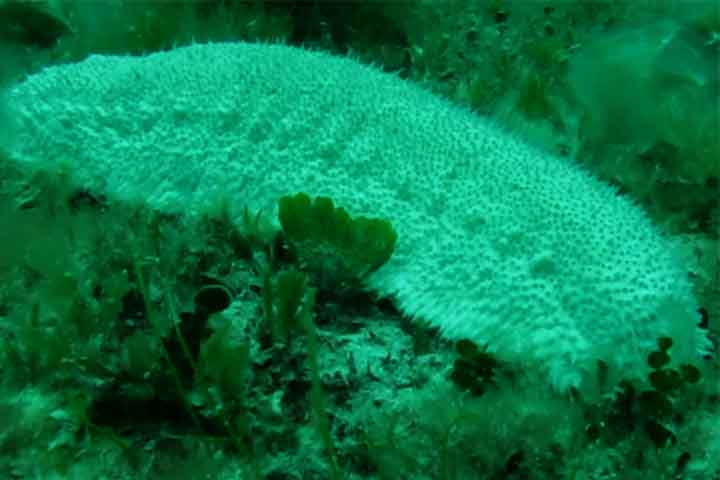 A maioria desses animais tem cor preta, marrom ou verde-oliva e mede entre 10 e 30 centímetros. Eles são lentos e vivem no fundo do mar, na areia ou na lama. 