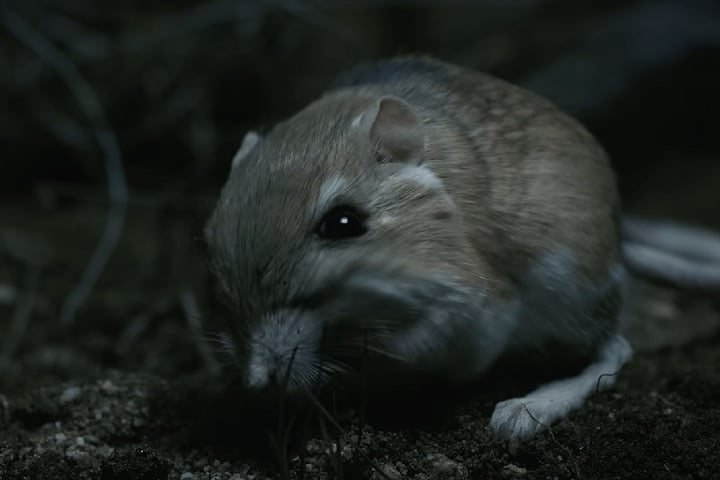 Para armazenar alimentos, o rato-canguru utiliza bolsas externas localizadas nas bochechas, que são forradas de pelos.