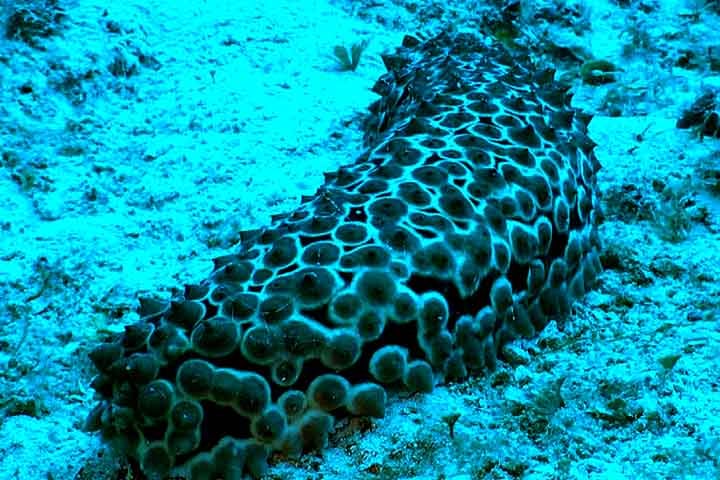 Os pepinos-do-mar desempenham um papel crucial nos ecossistemas marinhos como recicladores de nutrientes e detritívoros. Eles ajudam a manter a saúde do biossistema marinho, ao reciclar nutrientes e limpar sedimentos. 