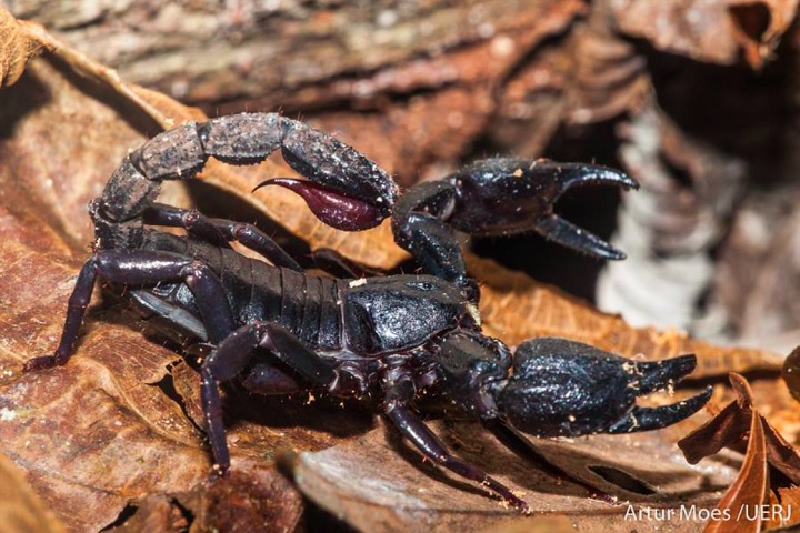O veneno do Brotheas amazonicus é considerado de baixa toxicidade para pessoas, sendo utilizado primariamente para paralisar e capturar presas pequenas, como insetos.