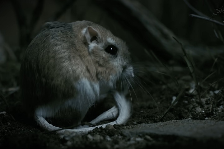 Embora outros animais do deserto também tenham mecanismos para economizar água, poucos igualam o nível de eficiência do rato-canguru. 