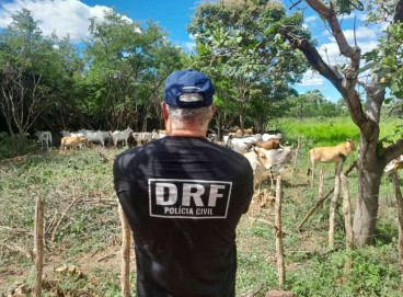 Na ação, foram apreendidos 13 animais de grande porte 