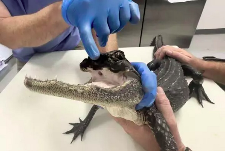 Ele notificou as autoridades, que conseguiram resgatar o animal alguns dias depois. 