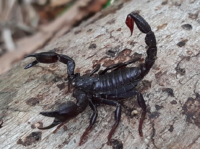 Sua presença indica equilíbrio ambiental e boa conservação dos habitats onde vive, ou seja, ele é um indicador biológico relevante em estudos ecológicos e ambientais.