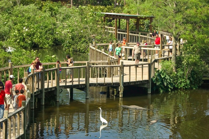 Uma das áreas mais populares é o Breeding Marsh, onde os visitantes podem observar centenas de jacarés em um ambiente controlado com passarelas suspensas.