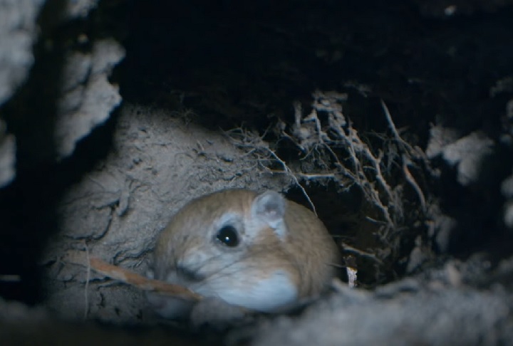Os ratos-canguru desempenham um papel importante em seus ecossistemas, ajudando na dispersão de sementes e servindo como presa para animais como cobras, raposas e corujas.