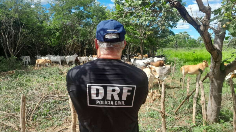 Na ação, foram apreendidos 13 animais de grande porte