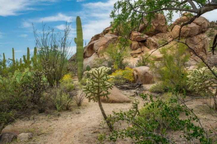 A vegetação é típica de clima desértico, com destaque para os cactos saguaro. No verão, as temperaturas podem facilmente ultrapassar os 50°C.