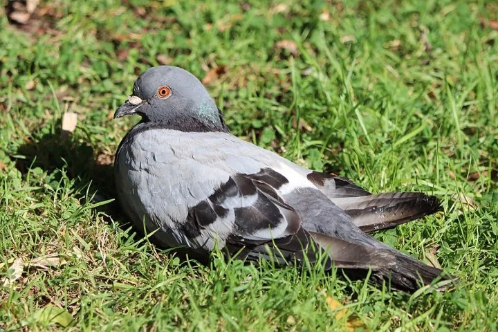 Além disso, eles podem carregar parasitas como carrapatos e transmitir doenças como criptococose, salmonelose e histoplasmose.