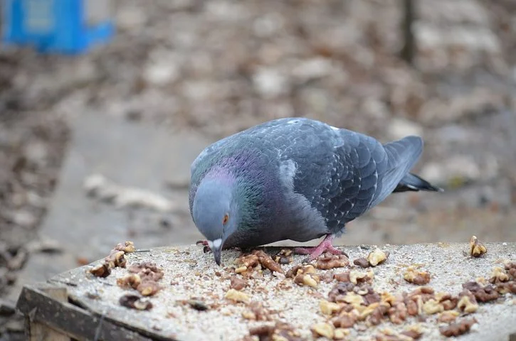 Nas cidades, eles encontram alimento com facilidade, seja em restos de comida deixados por humanos, grãos em feiras, parques e praças, ou até lixo exposto.