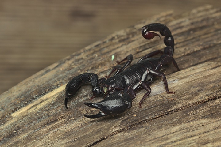 Eles revelaram que a toxina isolada – chamada BamazScplp1 – tem ação semelhante à do quimioterápico paclitaxel, frequentemente usado no tratamento da doença.