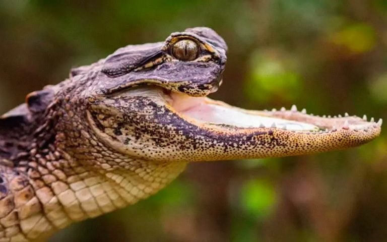 Recentemente, vídeos de uma jacaré-fêmea sem a mandíbula superior viralizaram na internet. Entenda o que aconteceu!