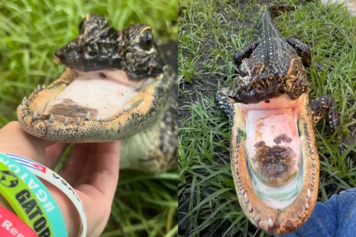 Os cuidadores estimam que ela tenha entre 4 e 6 anos e pertença à espécie dos jacarés-americanos (aligátores).
