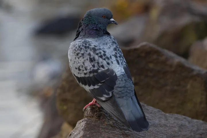 Segundo testemunhas, um dos pratos servidos no local — o chamado pato laqueado — era, na verdade, feito com pombos de rua.
