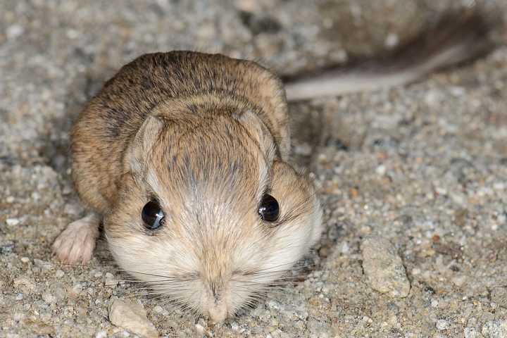 O organismo do rato-canguru é altamente adaptado à vida em ambientes áridos, com rins que produzem urina extremamente concentrada e fezes secas.
