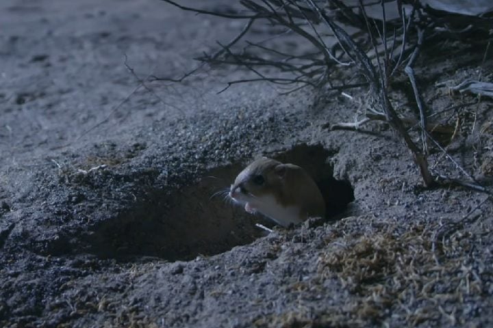 Ele costuma viver em tocas profundas, onde a umidade é maior. Com isso, esse animal não transpira, reduzindo ainda mais a perda de líquidos.