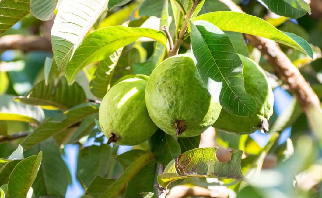 É o fruto da goiabeira, árvore da espécie Psidium guajava, da família Myrtaceae, originária da América tropical. Assim, ele é constituído de uma baga, carnoso, casca verde, amarelada ou roxa, com superfície lisa ou irregular, de cerca de oito centímetros de diâmetro. 