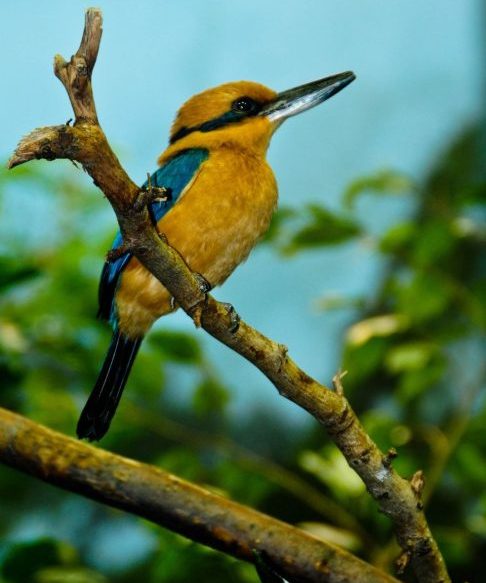 Segundo a instituição, o projeto demonstra que, com dedicação e colaboração, é possível reverter os danos causados pela atividade humana e restaurar o equilíbrio dos ecossistemas”.