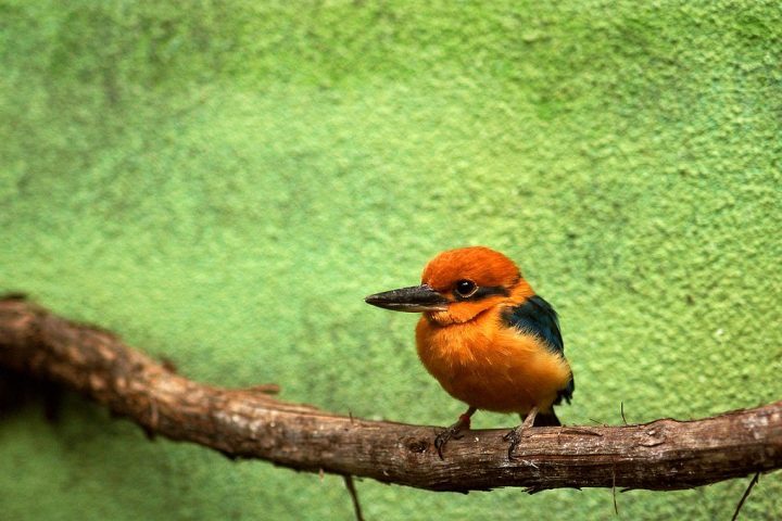 É um marco ecológico que simboliza o renascimento da espécie em vida livre.