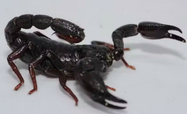 Pesquisadores brasileiros descobriram que o veneno do escorpião Brotheas amazonicus, espécie comum da região amazônica, pode se tornar um poderoso aliado no tratamento do câncer de mama.