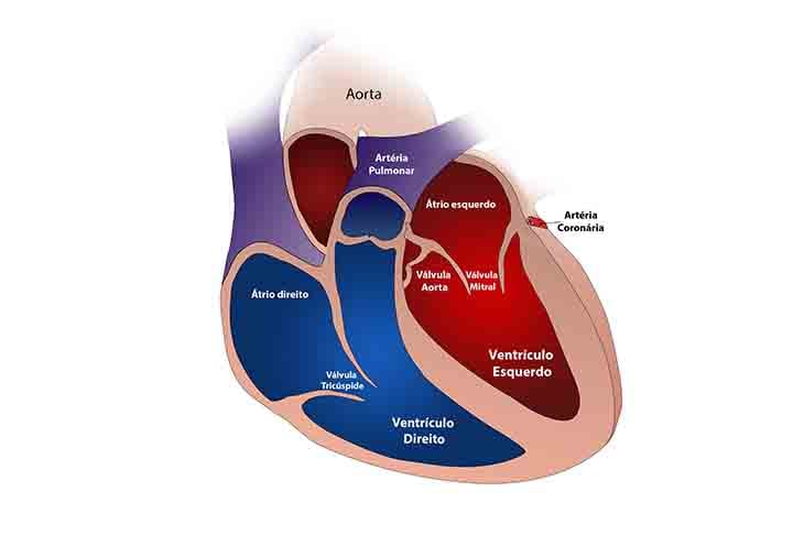 A arritmia mais frequente relacionada aos ventrículos é a extra-sístole. Ela causa uma batida anormal que se assemelha a uma falha ou tranco no coração, que geralmente não necessita tratamento. 
