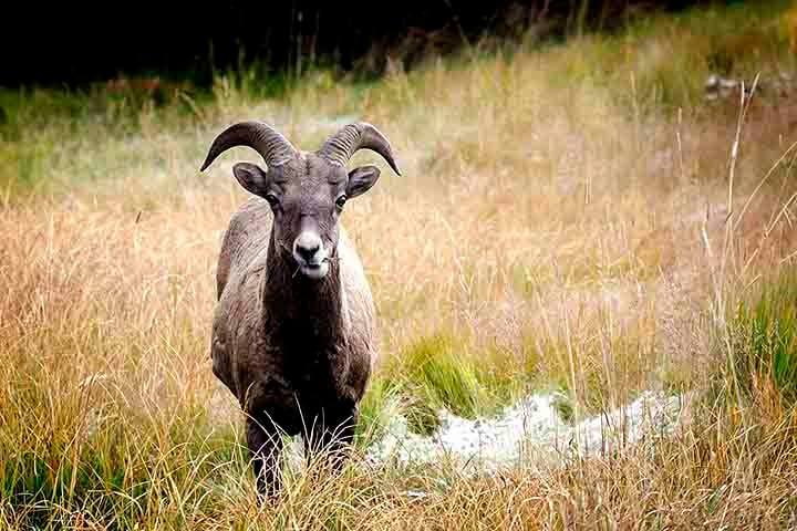 Além de ursos, outros animais comuns na região são alces, cervos, coiotes e caribus. Já a vegetação é rica em pinheiros e flores silvestres. 
