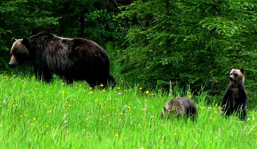 Segundo o jornal local “The Globe and Mail”, a população de ursos pardos nas proximidades de Kananaskis é de cerca de 65. Nas semanas que antecederam o encontro do G7, houve registro de ataques ferozes de uma ursa com dois filhotes, o que aumentou a preocupação.
