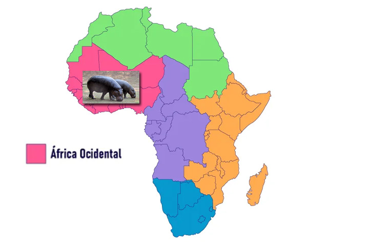 Este hipopótamo vive em matas ciliares (terras próximas a cursos d'água), como, por exemplo, a Ilha Tiwai,  em Serra Leoa, um santuário da vida selvagem que atrai turistas pela natureza exuberante