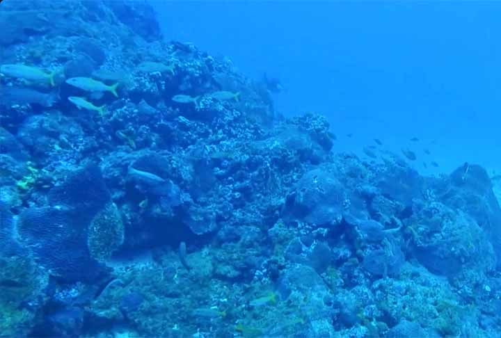 A Melanostomias dio foi coletada no entorno do Arquipélago de Fernando de Noronha e possui o barbilhão diferente de todas as demais espécies do gênero, uma estrutura luminosa na extremidade, cujo formato lembra o gesto da “mão-chifrada”.