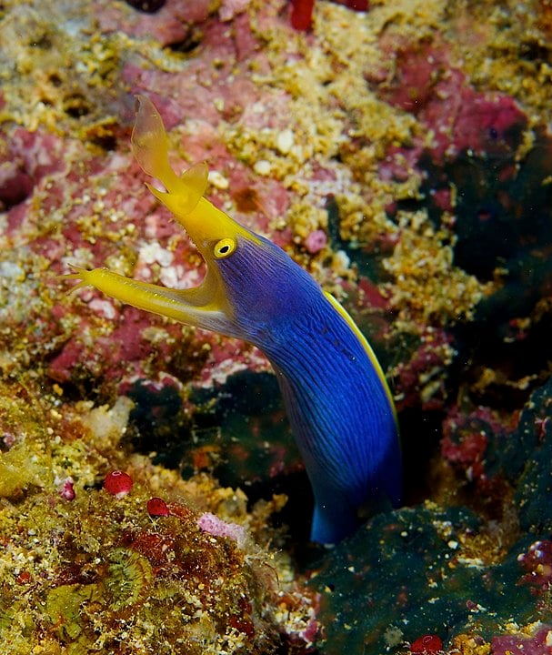 Moreia-fita - Vive em tocas feitas de areia ou corais e se alimenta de peixes e crustáceos. Pode mudar de gênero várias vezes - de macho para fêmea e vice-versa - ao longo da vida. 