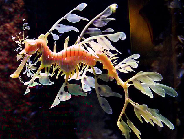 Dragão-marinho folhado - Pertence à família dos cavalos-marinhos. Tem um formato que parece de alga marinha, com uma espécie de folha flutuando junto ao seu corpo, o que o ajuda a se esconder. 