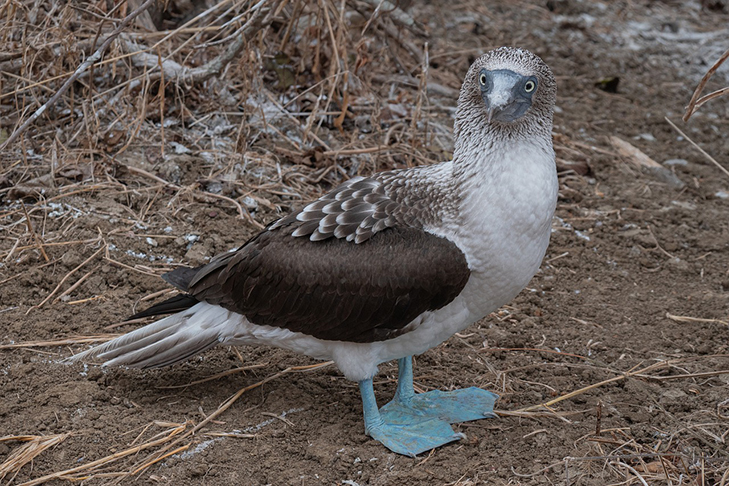 E aqui está o singularíssimo atobá de patas azuis, que tem nas patas o grande afrodisíaco. Quando mais forte o azul, mais facilmente o macho atrai a fêmea. E ele até dança no ritual. 