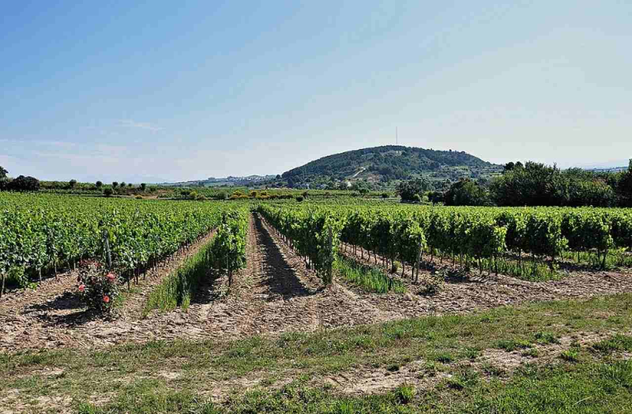 Bodegas Torres (Espanha) - Uma das vinícolas mais importantes da Espanha, produz uma variedade de vinhos tintos e brancos, como o Mas La Plana