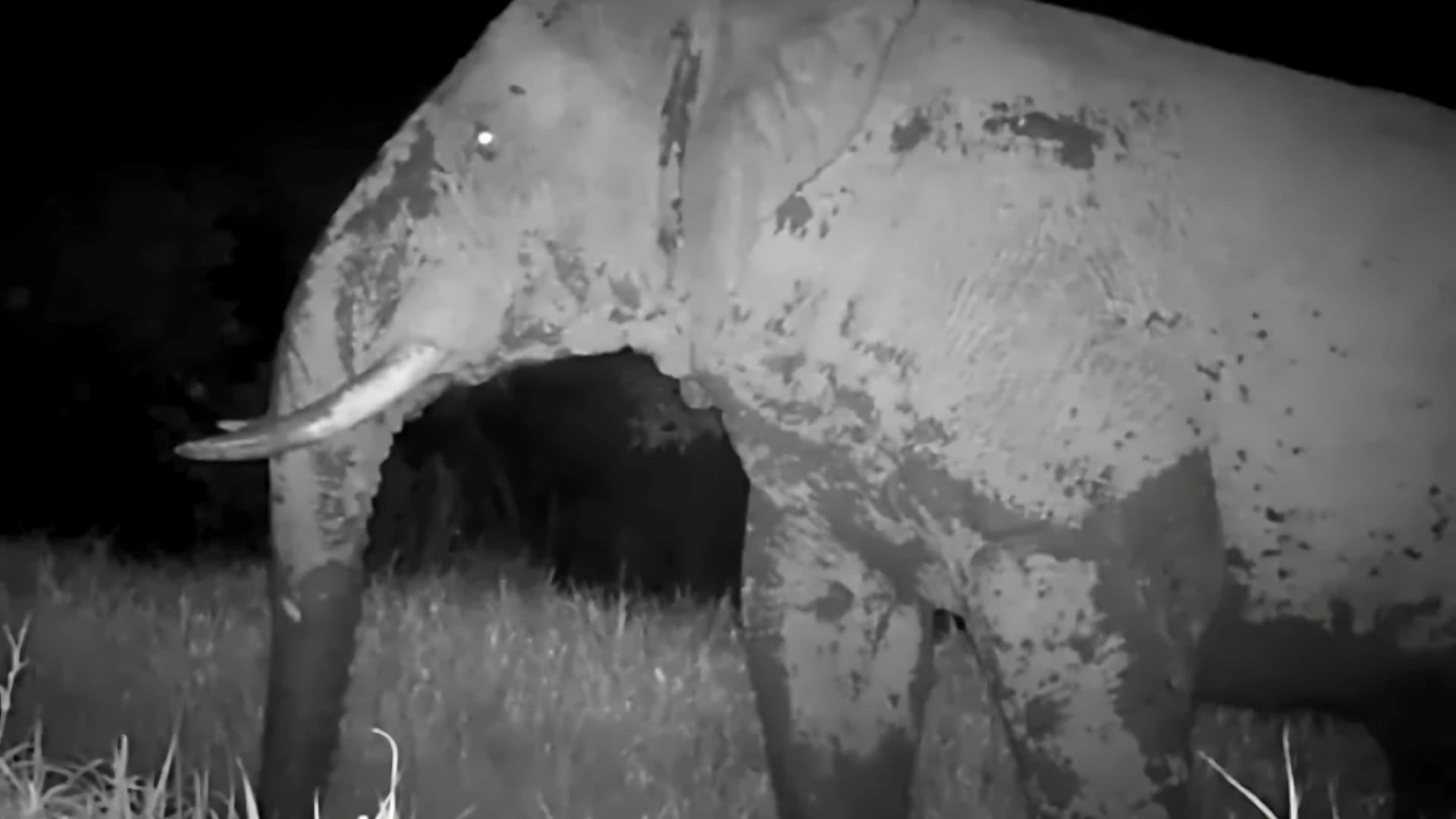 O grupo de conservação Panthera e a Direção de Parques Nacionais do Senegal conseguiu filmar um animal raro: o elefante-fantasma. Ele foi visto nas savanas do Parque Nacional Niokolo-Koba.