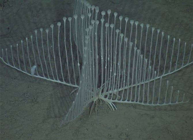 Esponja-harpa - É uma esponja carnívora, que tem um sistema de canais e poros que mantém o fluxo constante de água no corpo para obtenção de alimentos e para remoção de resíduos. O nome se deve ao seu formato, que parece o instrumento musical de cordas. . 