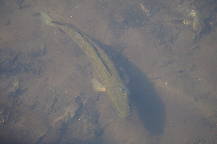Também foi solicitado para que as pessoas tirarem uma foto e avisem as autoridades locais, informando onde e quantos peixes foram encontrados.