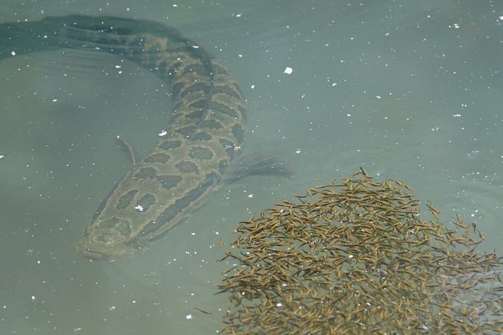 Alguns peixes podem ter escapado ou sido soltos na natureza. Como encontraram comida e um bom lugar para se reproduzir, sua população aumentou rápido.