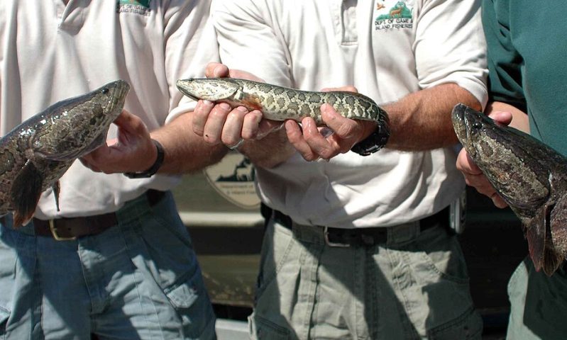 É proibido transportar, vender ou adquirir esse peixe. Quem for pego pode ser multado ou até preso pela Lei Lacey (órgão que regula a conservação ambiental nos EUA).