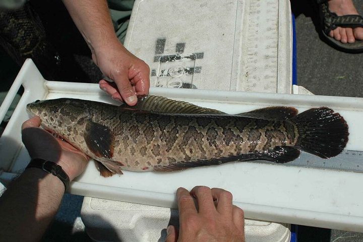 Acredita-se que o cabeça-de-cobra tenha vindo da Ásia para a América por intermédio do comércio internacional.