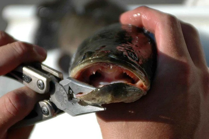 Nos Estados Unidos, as autoridades ambientais estão pedindo que as pessoas ajudem a controlar a população de um peixe invasor que vem se multiplicando rapidamente. 