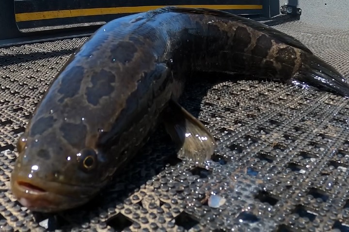 O cabeça-de-cobra-do-norte se alimenta de uma grande variedade de presas, incluindo outros peixes, insetos e até pequenos anfíbios.