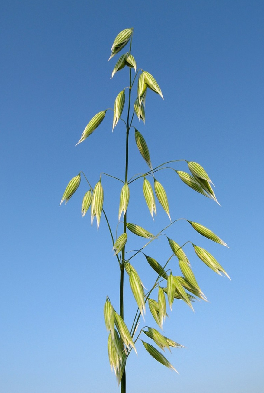 A aveia é um gênero botânico pertencente à família Poaceae, subfamília Pooideae, tribo Aveneae. É composto por aproximadamente 450 espécies, que são cultivadas, como Avena sativa e Avena byzantina. Para os nutricionistas, a aveia é considerada um cereal muito nutritivo, por possuir cálcio, ferro, proteínas, além de vitaminas, carboidratos e fibras. 