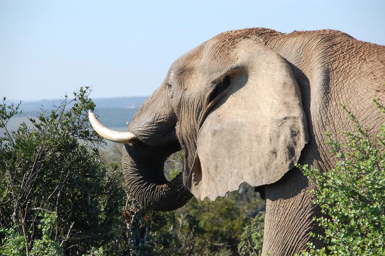 As orelhas do elefante têm pequenas veias que ajudam a  dispersar o calor, mantendo a temperatura corporal do animal. 